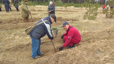 Новому лісу бути. У Миколаєві жителі мікрорайону висадили 2000 саджанців сосни Новому лісу бути. У Миколаєві жителі мікрорайону висадили 2000 саджанців сосни