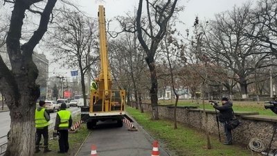 У Херсоні почали прибирати аварійні дерева У Херсоні почали прибирати аварійні дерева