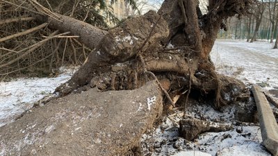 У Житомирі біля ліцею №25 зночі лежить ялинка – ймовірно, впала від вітру У Житомирі біля ліцею №25 зночі лежить ялинка – ймовірно, впала від вітру
