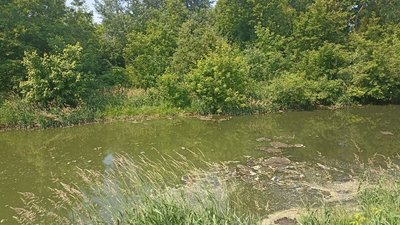 Плями на поверхні річки Тетерів – житомирські екологи взяли проби води Плями на поверхні річки Тетерів – житомирські екологи взяли проби води