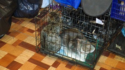 тварини безкоштовно стерилізують волонтери благодійний фонд "Happy Paw" Костянтинівка Донеччина тварини безкоштовно стерилізують волонтери благодійний фонд "Happy Paw" Костянтинівка Донеччина