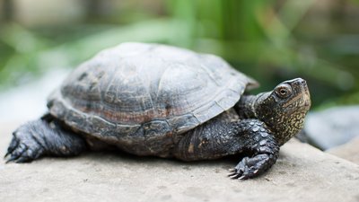 У Полтаві поліцейські знайшли черепаху