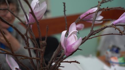 Магнолії Магнолії