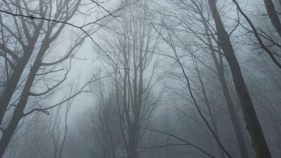 тернопіль, туман, ліс, 25 жовтня 2026 року