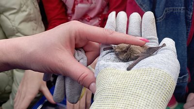 На Дніпропетровщині випустили на волю близько 600 червонокнижних кажанів На Дніпропетровщині випустили на волю близько 600 червонокнижних кажанів