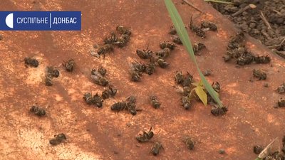 На Донеччині через хімікати гинуть бджоли На Донеччині через хімікати гинуть бджоли