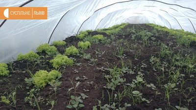Городина виросла, а продавати ніде через карантин,- фермер Городина виросла, а продавати ніде через карантин,- фермер
