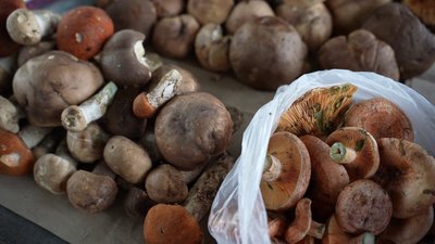 Лісові гриби