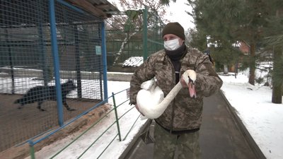 На Чернігівщині родина врятувала лебідку, яка примерзла до криги На Чернігівщині родина врятувала лебідку, яка примерзла до криги