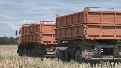 Урожай має бути хорошим, однак продати буде важко – на Черкащині збирають ріпак