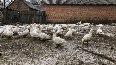 "В Курдюмівці стоять росіяни": історія Надії Чубучної, яка переїхала на Полтавщину через війну "В Курдюмівці стоять росіяни": історія Надії Чубучної, яка переїхала на Полтавщину через війну