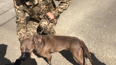 У львіському Парку культури провели парад військових собак У львіському Парку культури провели парад військових собак