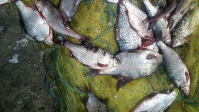 На Херсонщині за дві доби рибоохоронний патруль виявив 15 правопорушень На Херсонщині за дві доби рибоохоронний патруль виявив 15 правопорушень