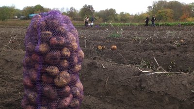 За кілограм зібраної картоплі переселенці отримують гривню За кілограм зібраної картоплі переселенці отримують гривню
