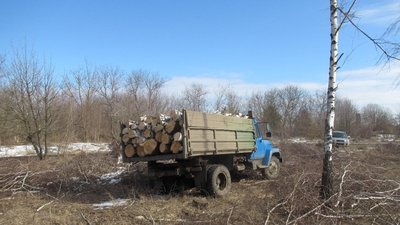 Зрубали 34 берези. Поліція Сумщини встановлює, хто незаконно вирубував деревину Зрубали 34 берези. Поліція Сумщини встановлює, хто незаконно вирубував деревину