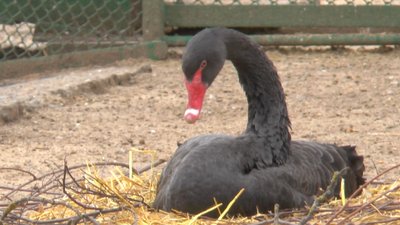 Миколаївський зоопарк прийматиме відвідувачів після завершення карантину Миколаївський зоопарк прийматиме відвідувачів після завершення карантину