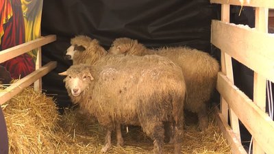 На Франківщині облаштували різдвяну шопку з живими тваринами. Що каже зоозахисниця На Франківщині облаштували різдвяну шопку з живими тваринами. Що каже зоозахисниця