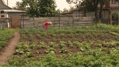 На Черкащині через погодні умови псується городина На Черкащині через погодні умови псується городина