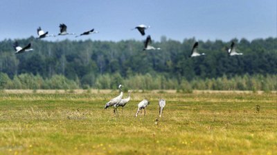 Журавлі повернулися з вирію на Житомирщину. Які перелітні птахи прилітають першими Журавлі повернулися з вирію на Житомирщину. Які перелітні птахи прилітають першими