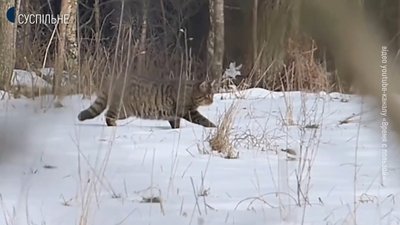На Хмельниччині мисливці стали частіше зустрічати червонокнижних диких котів