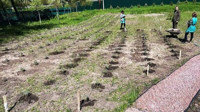 Сумські лісівники посадили понад 6 мільйонів дерев та створили "шматочок Провансу" з кущів лаванди Сумські лісівники посадили понад 6 мільйонів дерев та створили "шматочок Провансу" з кущів лаванди