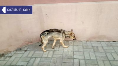 У Сумах в квартирі жінка тримала 15 собак У Сумах в квартирі жінка тримала 15 собак