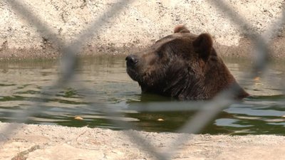 Привезли з приватного зоопарку. У притулку "Домажир" розповіли про стан нових ведмедів