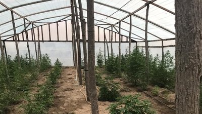 228 кущів коноплі вирощував в теплиці житель Херсонщини 228 кущів коноплі вирощував в теплиці житель Херсонщини