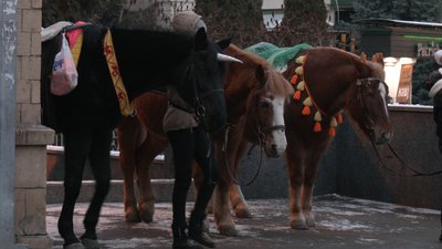 "Потрібно вводити регламентацію": зоозахисники про кінні прогулянки Харковом "Потрібно вводити регламентацію": зоозахисники про кінні прогулянки Харковом