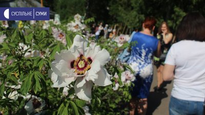 "Бузковий блюз": у ботанічному саду в Сумах збирали кошти, щоб оновити бузкову алею "Бузковий блюз": у ботанічному саду в Сумах збирали кошти, щоб оновити бузкову алею