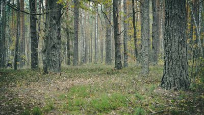 З яким деревом асоціюється Хмельниччина З яким деревом асоціюється Хмельниччина