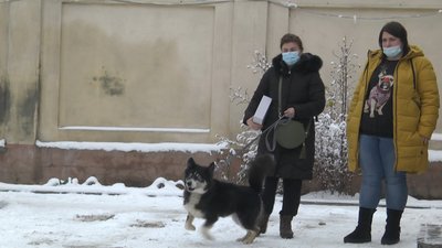 Львівські волонтери просять не закривати комунальне підприємство "Лев" на період свят Львівські волонтери просять не закривати комунальне підприємство "Лев" на період свят