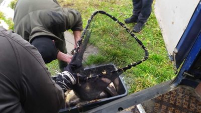 У водосховище на Волині випустили понад дві тонни риби У водосховище на Волині випустили понад дві тонни риби