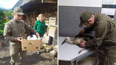 На Закарпатті селяни та працівники нацпарку допомогли травмованому лелеці На Закарпатті селяни та працівники нацпарку допомогли травмованому лелеці