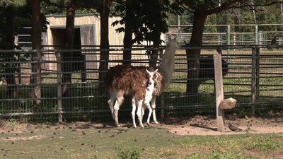 Поповнення у Подільському зоопарку Вінниці: у лами народилося дитинча Поповнення у Подільському зоопарку Вінниці: у лами народилося дитинча