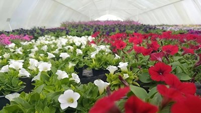 Понад 100 тисяч квітів росте у теплиці сім'ї Білоус