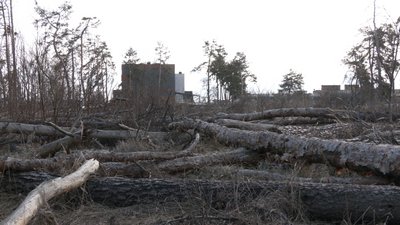 Що заважає відновити вирубаний ліс Що заважає відновити вирубаний ліс
