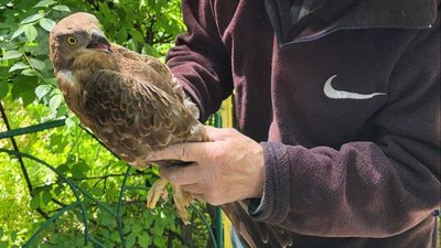 До Одеського зоопарку принесли пораненого орла-осоїда До Одеського зоопарку принесли пораненого орла-осоїда