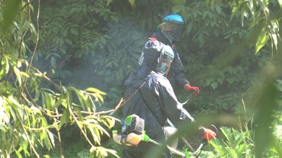 Знешкоджують борщівник на території Хмельницької громади методом косіння. Фото: Суспільне Поділля. Знешкоджують борщівник на території Хмельницької громади методом косіння. Фото: Суспільне Поділля.