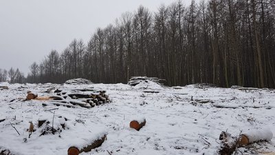 На Тернопільщині незаконно вирубали ліс на суму понад 880 тисяч гривень
