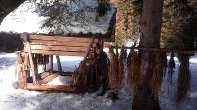 Прикарпатські лісівники підгодовують тварин Прикарпатські лісівники підгодовують тварин