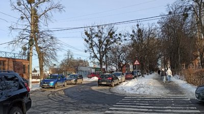 У Хмельницькому на одній з вулиць планують зрізати старі дерева та висадити нові