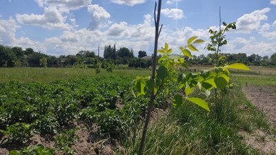 Ліцей Потіївської громади на Житомирщині долучився до всеукраїнської кампанії "Сади Перемоги" Ліцей Потіївської громади на Житомирщині долучився до всеукраїнської кампанії "Сади Перемоги"