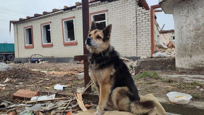 Собака Кузя дивиться на свій будинок, зруйнований російською ракетою