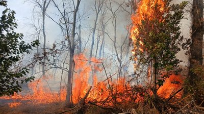 Пожежі у Запорізькій області, 12 вересня 2026 року