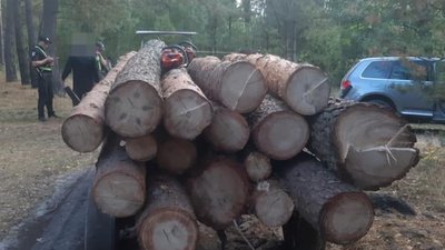 Активісти допомогли виявити волинській поліції трактор повний колодами сосни Активісти допомогли виявити волинській поліції трактор повний колодами сосни