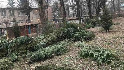 В Ужгороді підприємці викинули 1000 непроданих ялинок