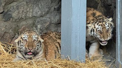 Амурські тигренята