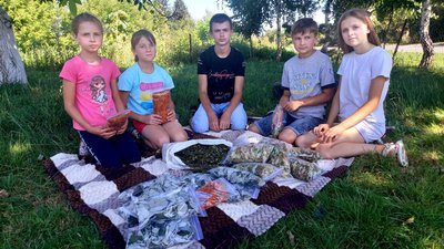 Волинські школярі збирають та сушать цілющі трави для військових