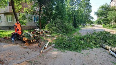 У мікрорайоні в Луцьку зрізають дерева, щоб облаштували у дворах парковку